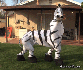 Dancing Zebra