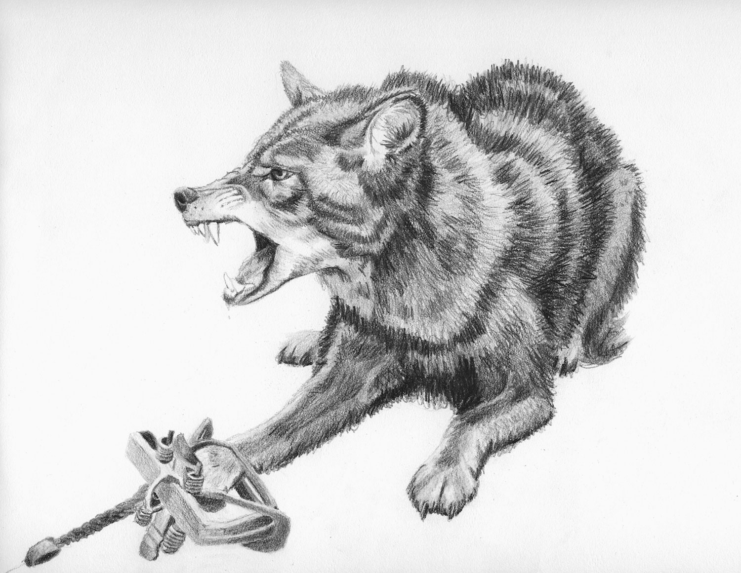 Jackie Skrzynski, Trapped Coyote, Snarling, 2013. Pencil, 9x12.5 in.