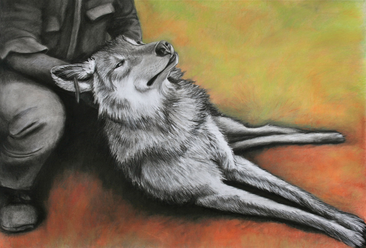 Jackie Skrzynski, Timber Wolf, Tagged, 2013. Charcoal and pastel, 35 x 50 in.