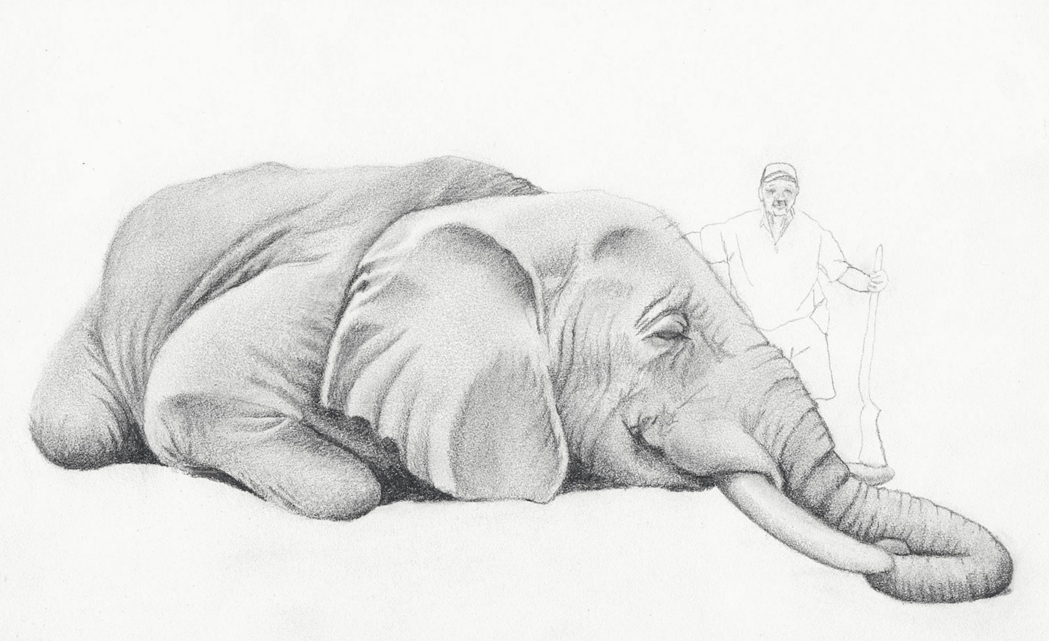 Jackie Skrzynski, Elephant, 2013. Pencil 8 x 11 in.