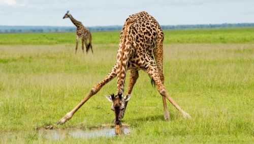 http://www.onekind.org/uploads/a-z/az_giraffe1.jpg