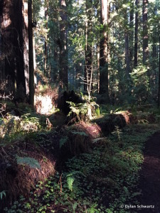 Redwoods_1