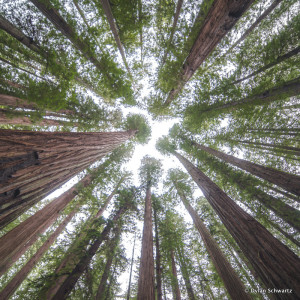 Redwoods_4