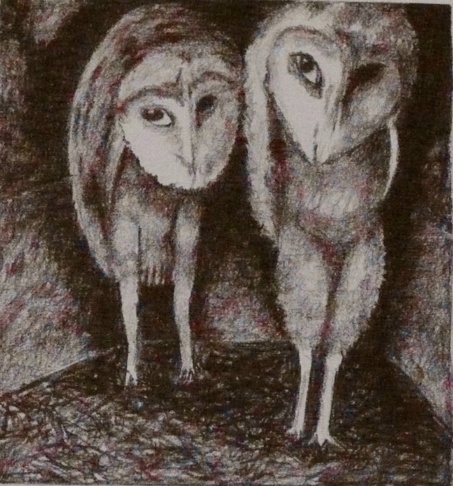 Ellen Holloran, Barn Owls Growing Up, 2012, Conté crayon on paper, 9 x 9 in.