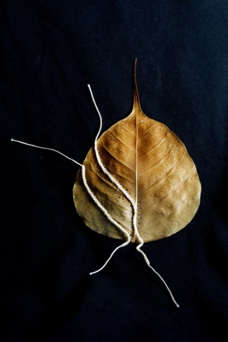 Yael Sapir, roots, 2018, found leaf and cotton thread