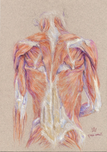Back Muscles and Shiny Mirror Tendons / Back, neck and shoulder muscles, fascia