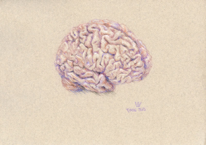 Brain (right): cerebral cortex and cerebellum
