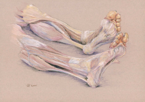 Dissected Legs / Legs and feet: muscles, fascia, Achilles tendons, 2001 pastel and conté
