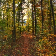 Narrow path in woods
