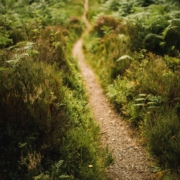 Trail in the forest grasses