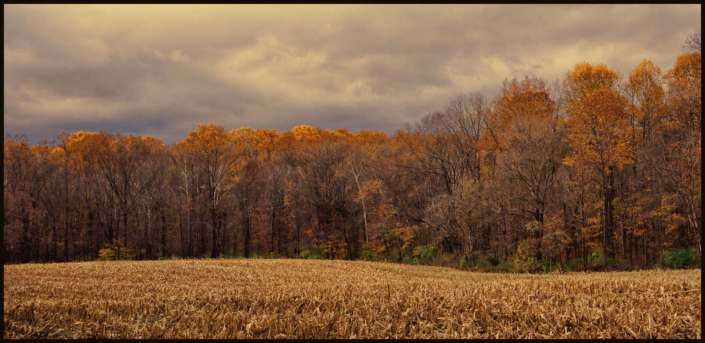 A field of autumn trees