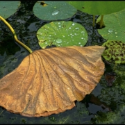 Yellow lily pad on the water with green lily pads