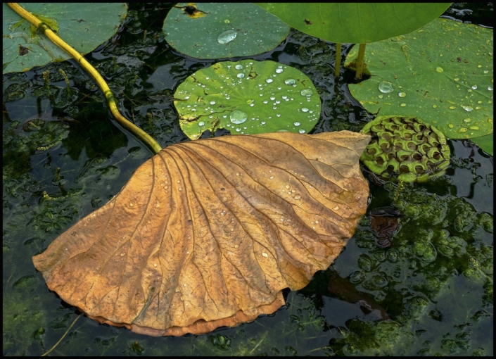 Yellow lily pad on the water with green lily pads