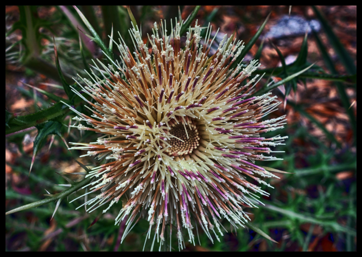 A close up image of a thistle