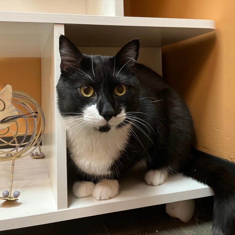 Tuxedo Cat on a White Shelf