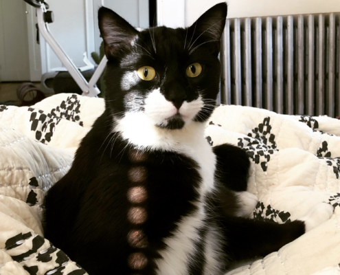Tuxedo Cat sitting on a black and white quilt with sunlight through blinds.