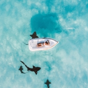 Aerial view of white inflatable raft with one person on it, floating on light blue shallow waters and sharks swimming underneath it.