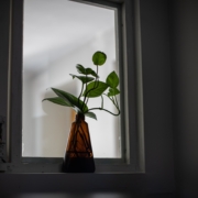 Amber bottle with ivy plant in front of a window against a mostly dark background.