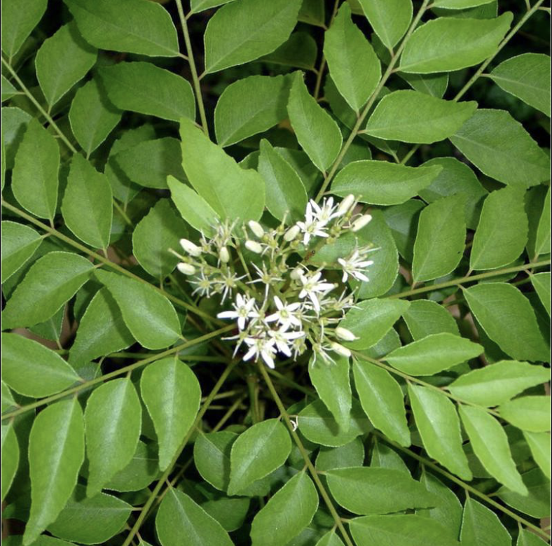 Curry tree white flowers green leaves